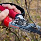 Jak snížit rybíz na jaře: užitečná doporučení, spouštěcí schémata + fotky